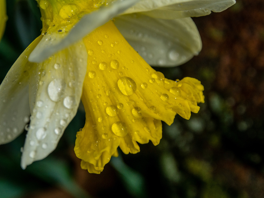 How To Protect Your Garden From Wet And Windy Weather Thames